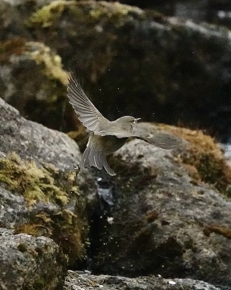 chiffchaff